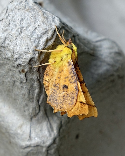 canary-shouldered thorn